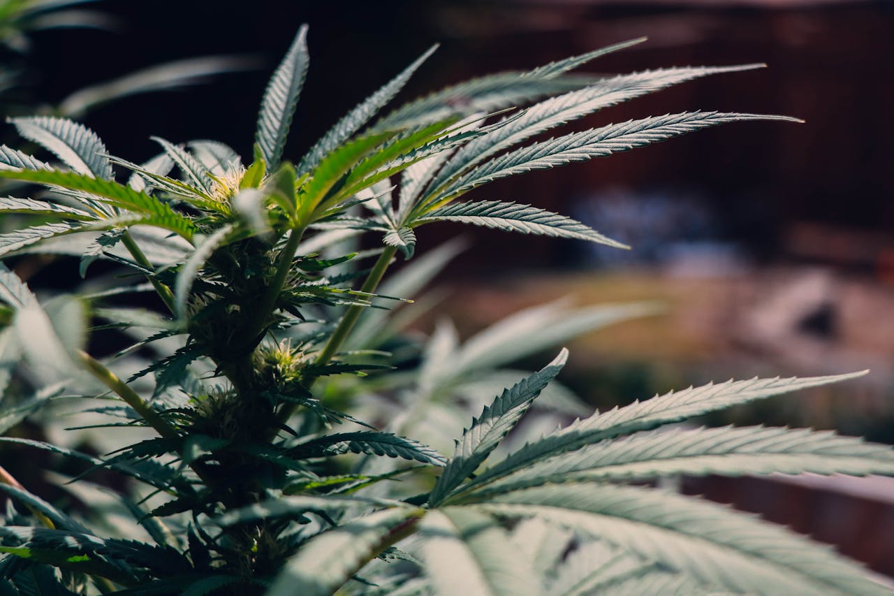Best Cannabis Products for First-Time Buyers: A Beginner’s Guide to Choosing the Right Experience
