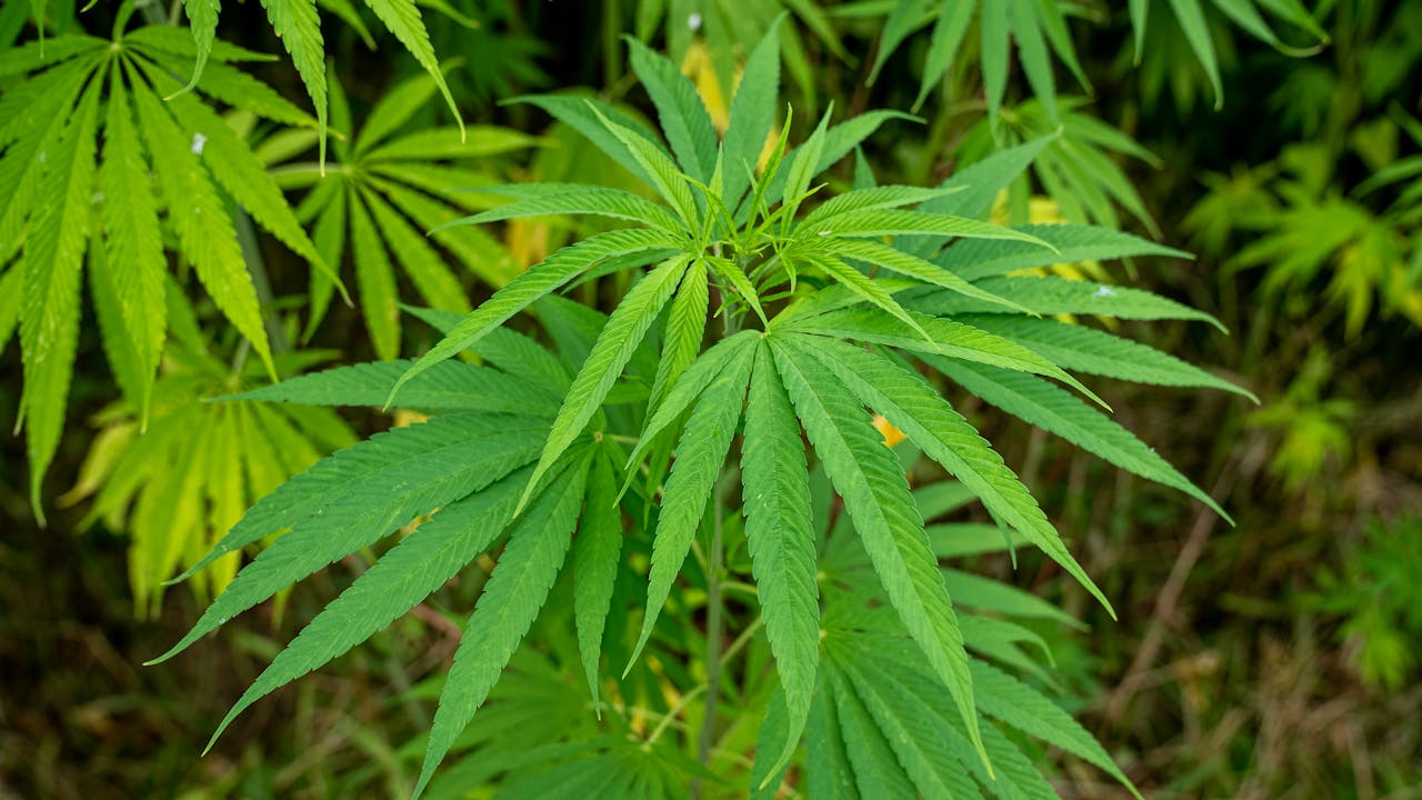 Understanding Michigan Cannabis Regulations: What Consumers and Businesses Need to Know
