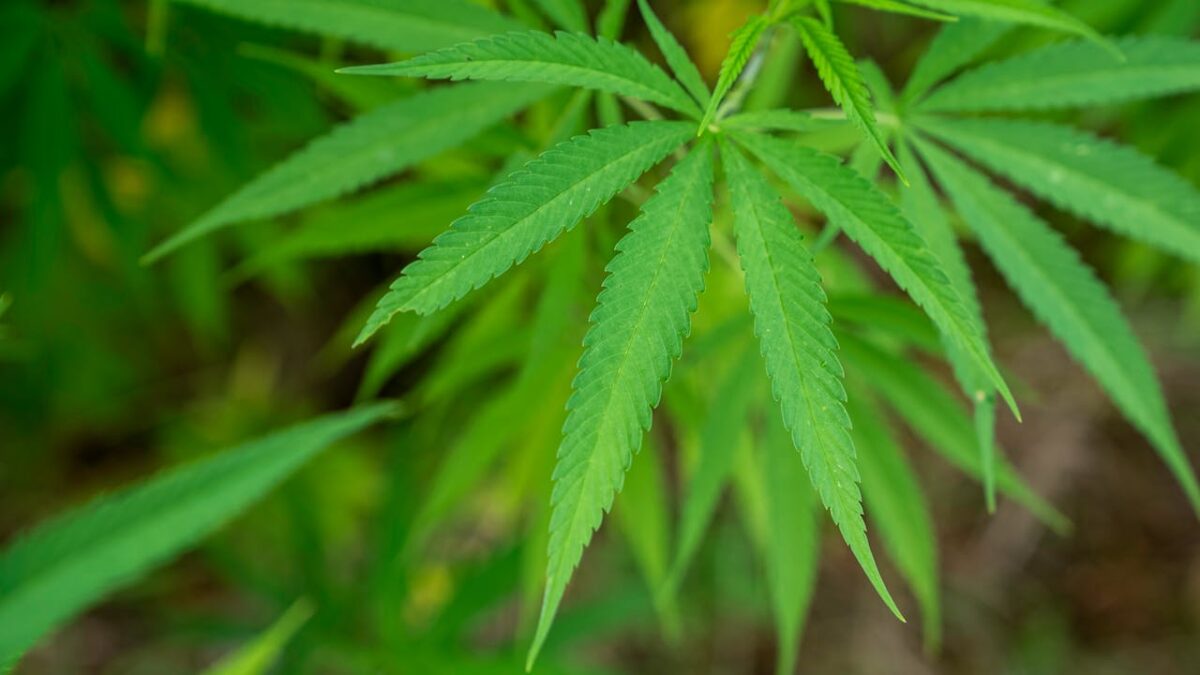 Cannabis SEO Strategy in 2026: The Plan That Actually Earns Its Budget